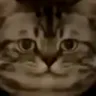fatcat
