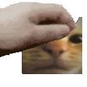 :PetTheStaringCat: