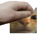 PetTheStaringCat