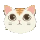 gato2