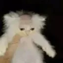 bald