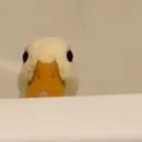 duckpeek