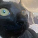 cat_aMushHorrified