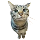 CIkijistare