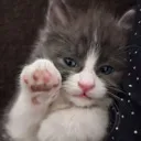 mohi