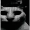 catdespair