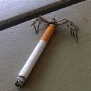 smoking_spider