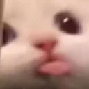 blaa blaa