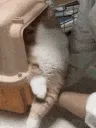 catcage