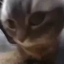 Cat Sideeye Discord Emoji