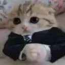 BazedCat