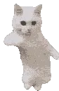 CatTime CatTime