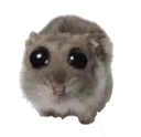 hampder