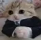 CatBoss CatBoss
