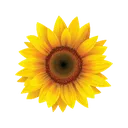 Sunflower Sunflower