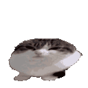 categg Discord Emoji