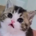 catwhaaaaaaa