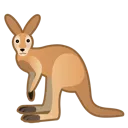 kangaroo