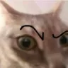 cateyebrowraised