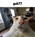 GuhCat