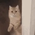 cat_leave cat_leave