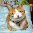 happycat