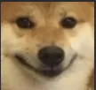 doge