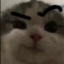 CatBrow