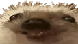 rdd