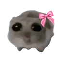 hamstercoquette hamstercoquette