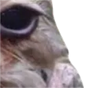 wetowl3 wetowl3