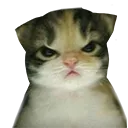 angry_cat