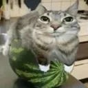 watermeloncat