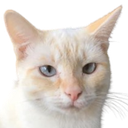 Wadjela Discord emoji