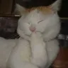 cat_Giggle