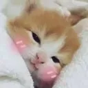catsleepy