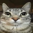 catstare