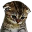 catsad