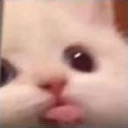 cat_tongue Discord sticker | Jewish Community