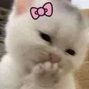 hihihikitty