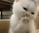 catgiggle
