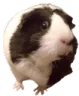 shockedpiggy