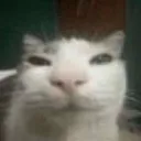 mreow