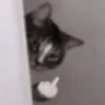 catfuck Discord Emoji