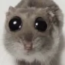 mouse