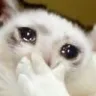 CatSobbing