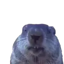Gopher