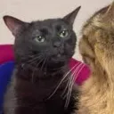 why