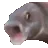 misc_shocked_fish