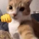 catpunch